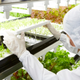 Illustration for article titled Growing Lettuce In the Tokyo Subway Isnt So Different From Growing It In Space
